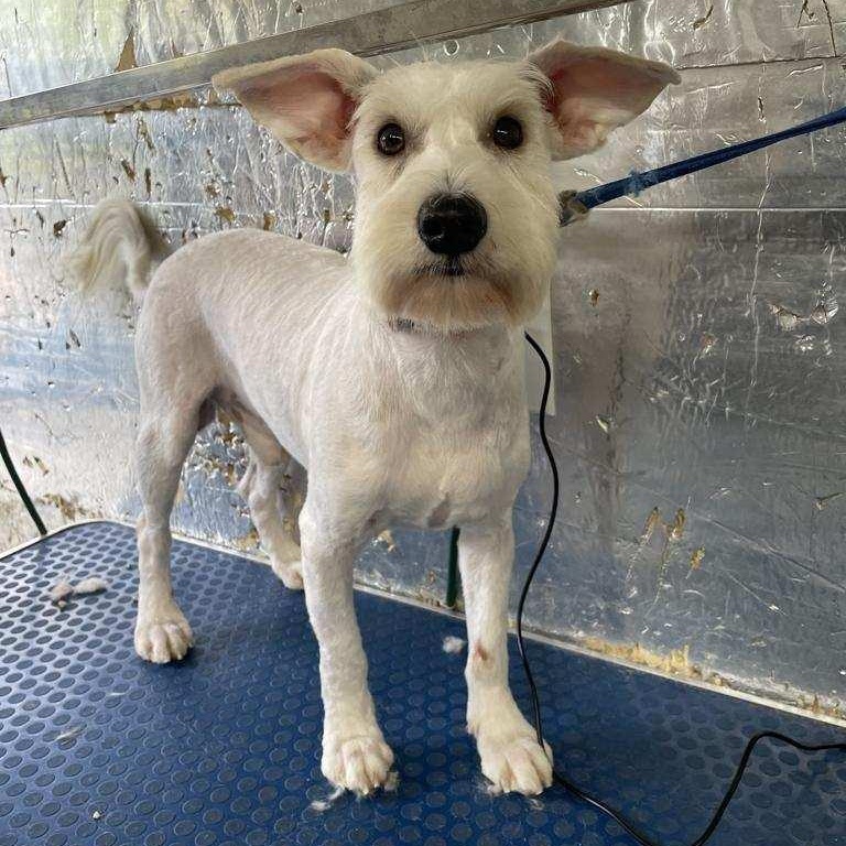 Birdie, Adoptable, Young Male Miniature Schnauzer.