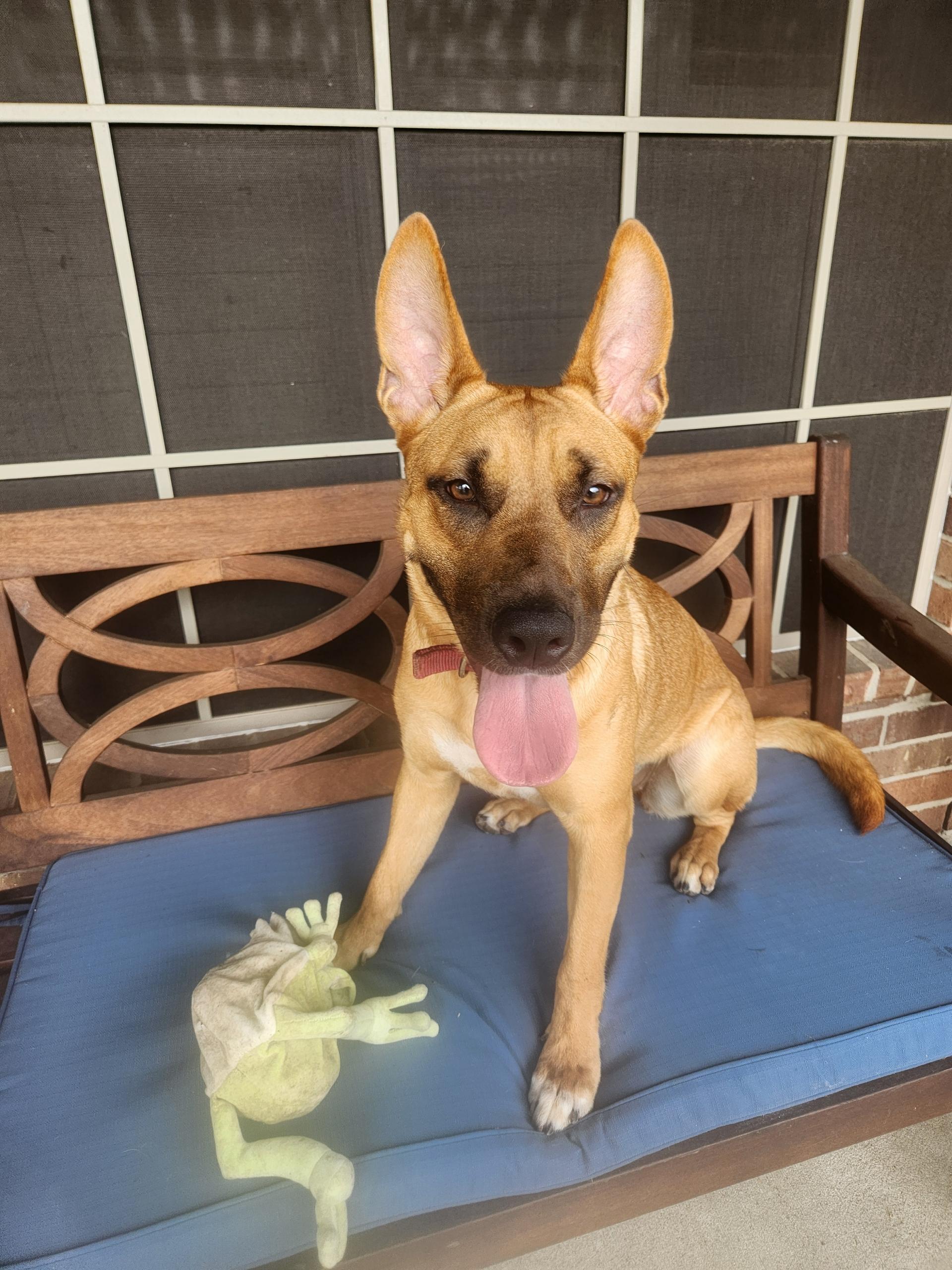 Enlarge KAI breeze oceana, a Adoptable mixed breed in Bensalem, PA image 3/6
