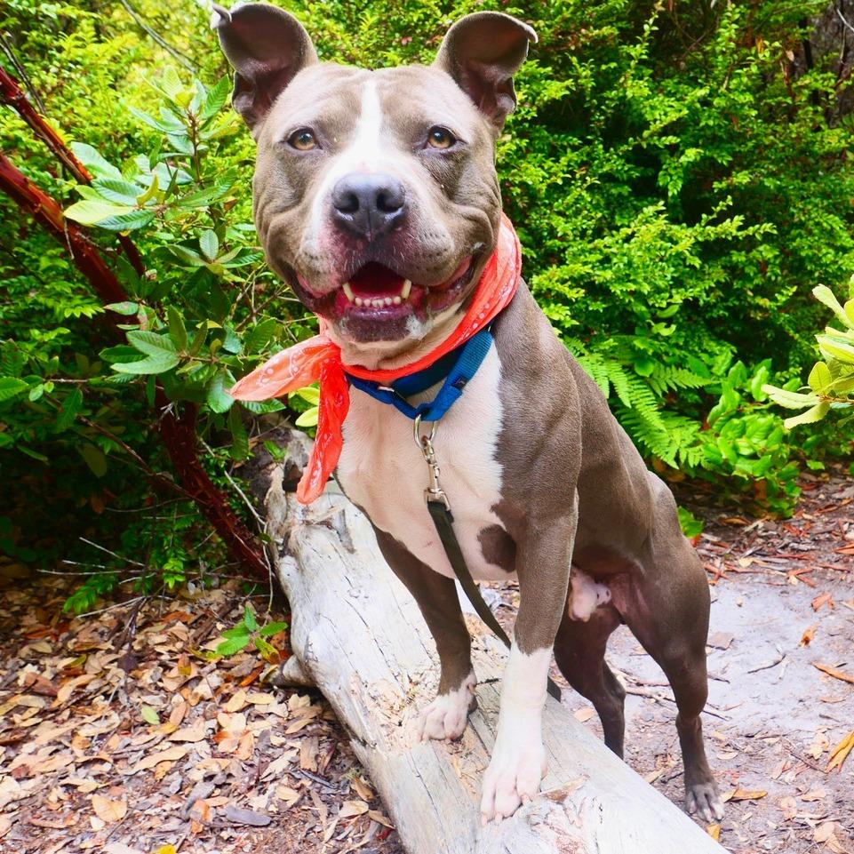Enlarge Smokey, a Adoptable Mixed Breed in Fort Bragg, CA image 6/6