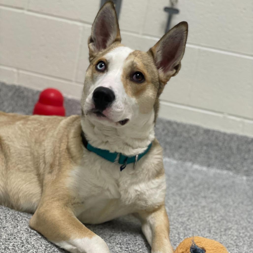 Enlarge Sarah, a Adoptable Husky in Grand Rapids, MI image 2/6