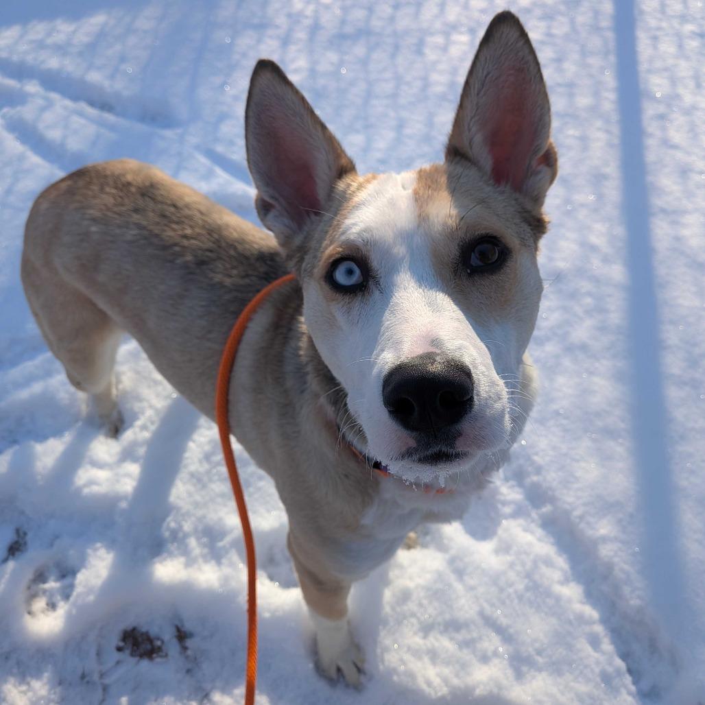 Enlarge Sarah, a Adoptable Husky in Grand Rapids, MI image 4/6