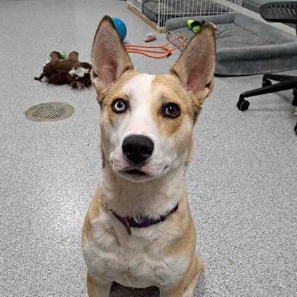Enlarge Sarah, a Adoptable Husky in Grand Rapids, MI image 5/6
