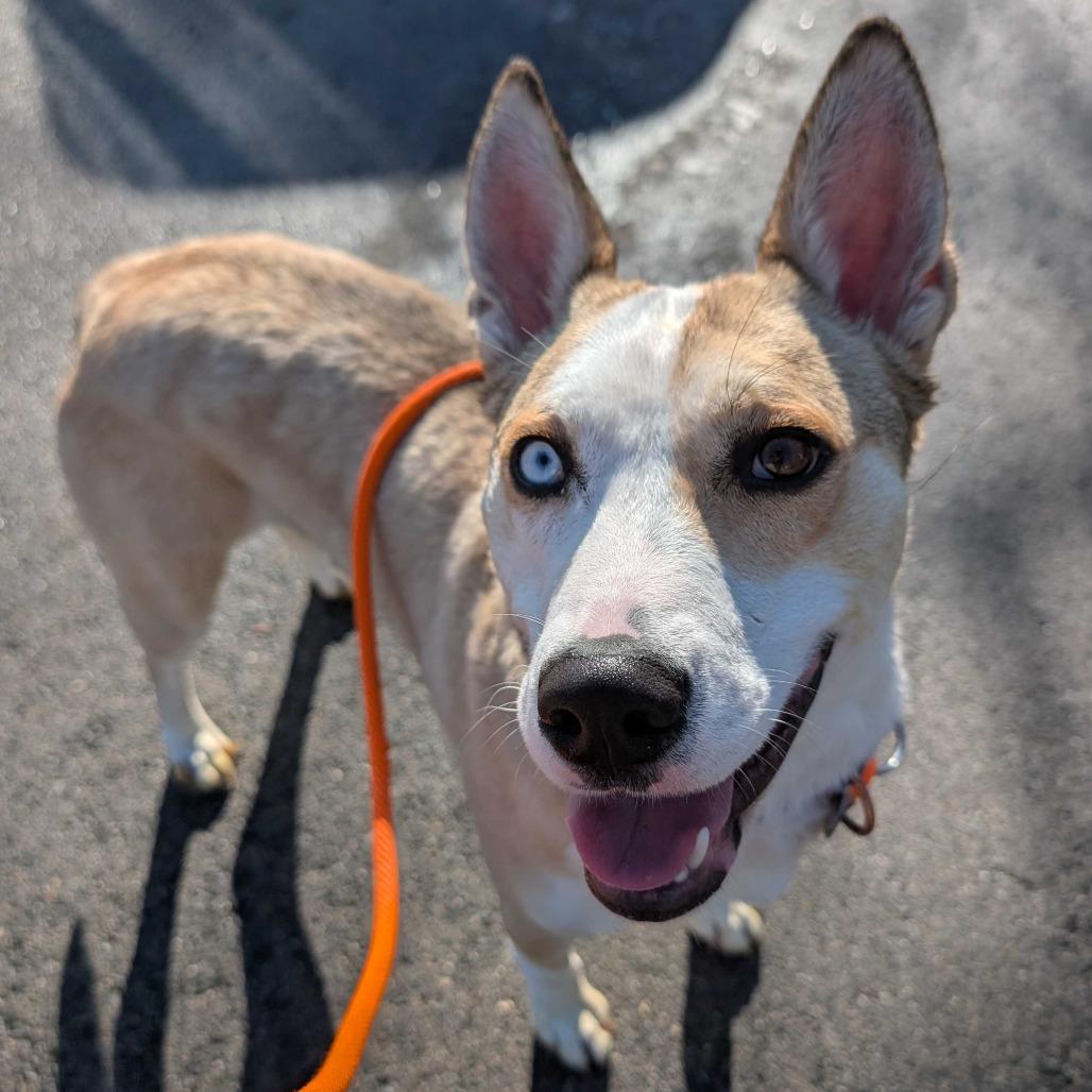 Enlarge Sarah, a Adoptable Husky in Grand Rapids, MI image 6/6