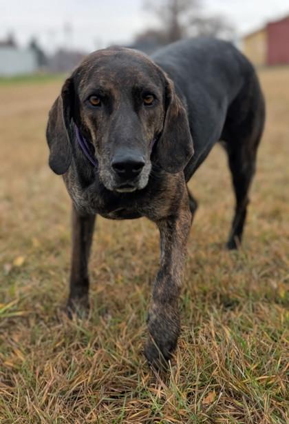 Enlarge Chili, a Adoptable mixed breed in Yakima, WA image 1/3