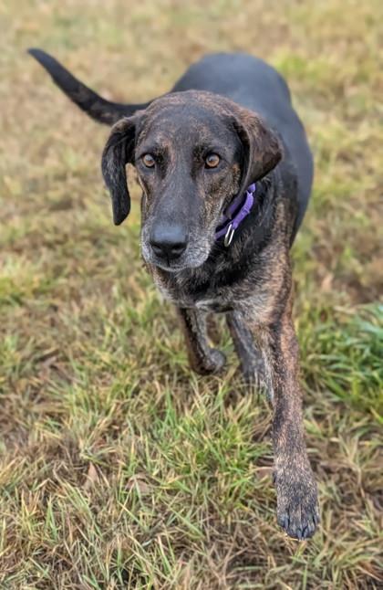 Enlarge Chili, a Adoptable mixed breed in Yakima, WA image 2/3
