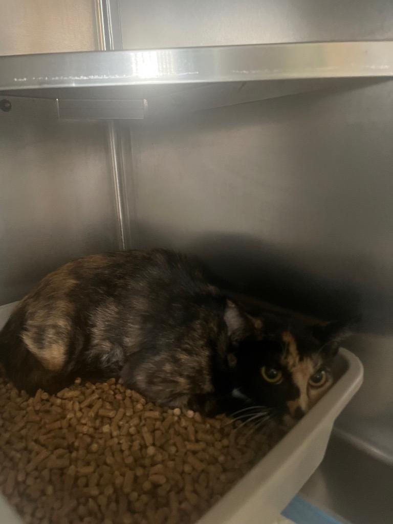 Nany, Adoptable, Young Female Domestic Short Hair.