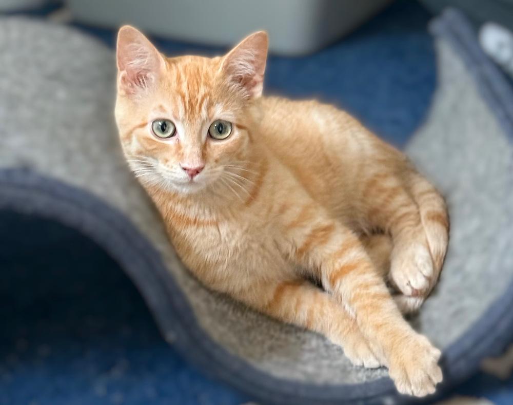 Mongo the Mighty, Adoptable, Kitten Male Domestic Short Hair.