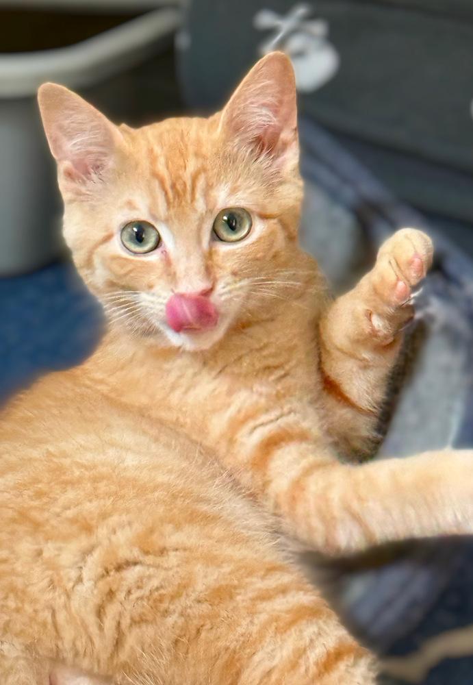 Mongo the Mighty, a Adoptable Domestic Short Hair in Stafford, VA image 3/6