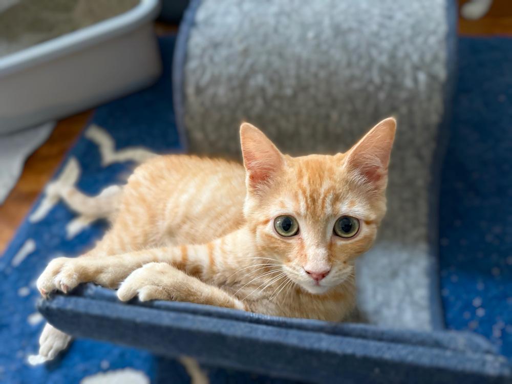 Mongo the Mighty, Adoptable, Young Male Domestic Short Hair.