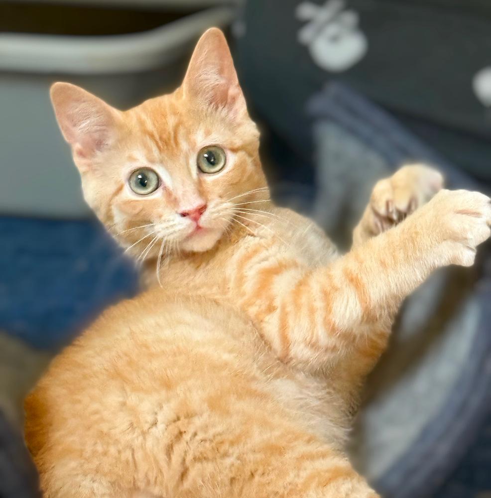 Mongo the Mighty, a Adoptable Domestic Short Hair in Stafford, VA image 5/6