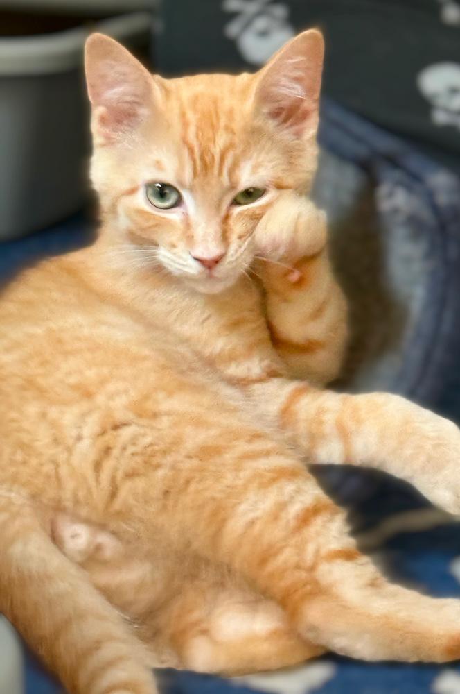 Mongo the Mighty, a Adoptable Domestic Short Hair in Stafford, VA image 6/6