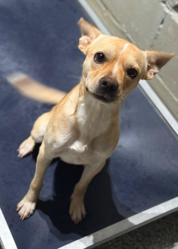 Enlarge Queso, a Adoptable mixed breed in St. Francisville, LA image 1/1