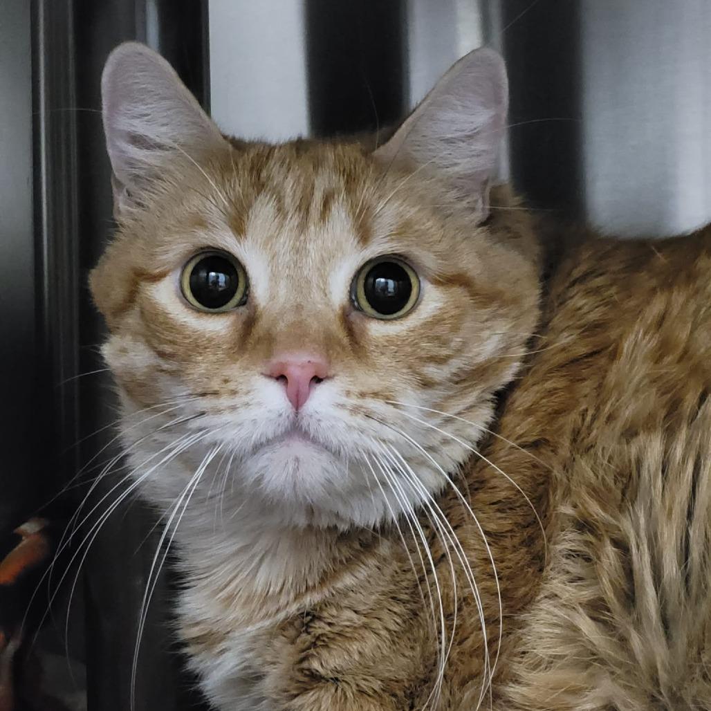 Enlarge Yoda, a Adoptable Domestic Short Hair in Las Vegas, NV image 1/1