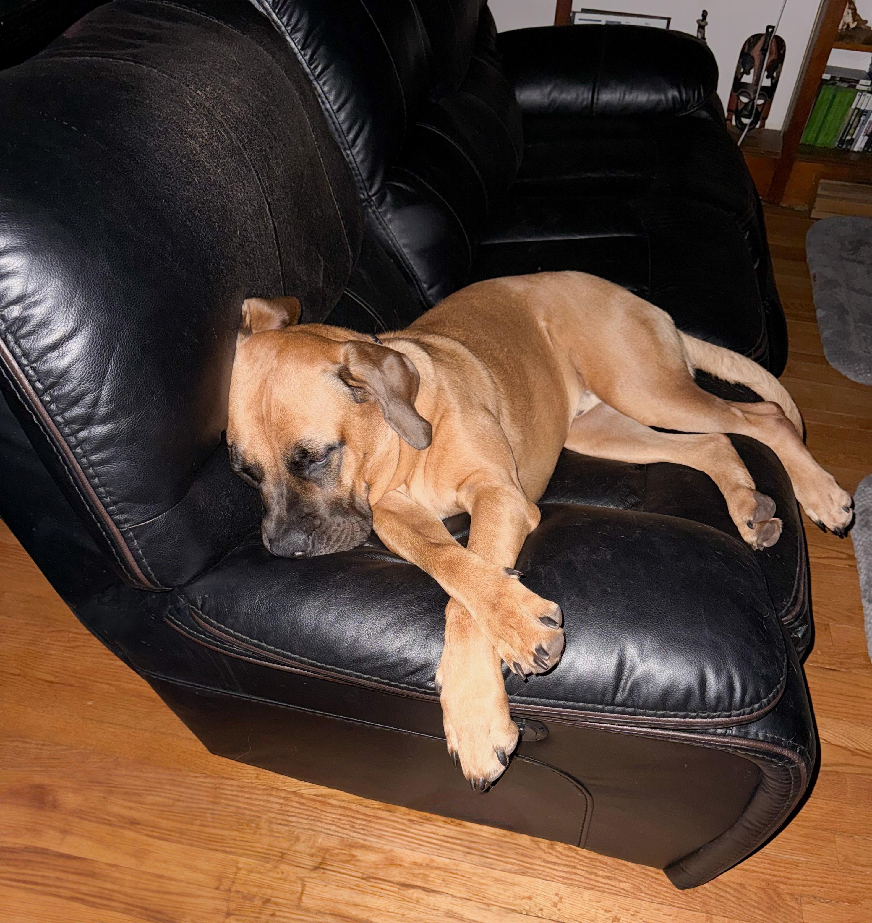 Enlarge Croissant, a Adoptable mixed breed in Columbia, CT image 6/6