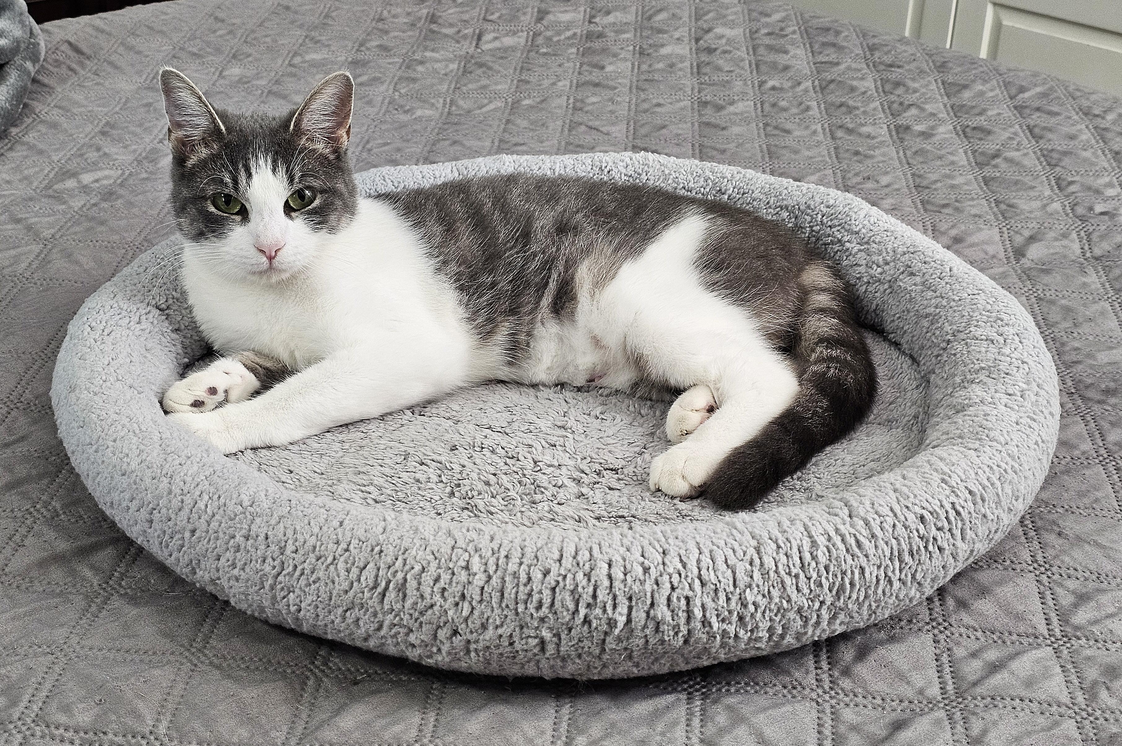 Lilly, a Adoptable Domestic Short Hair in Fairfax, VA image 4/6