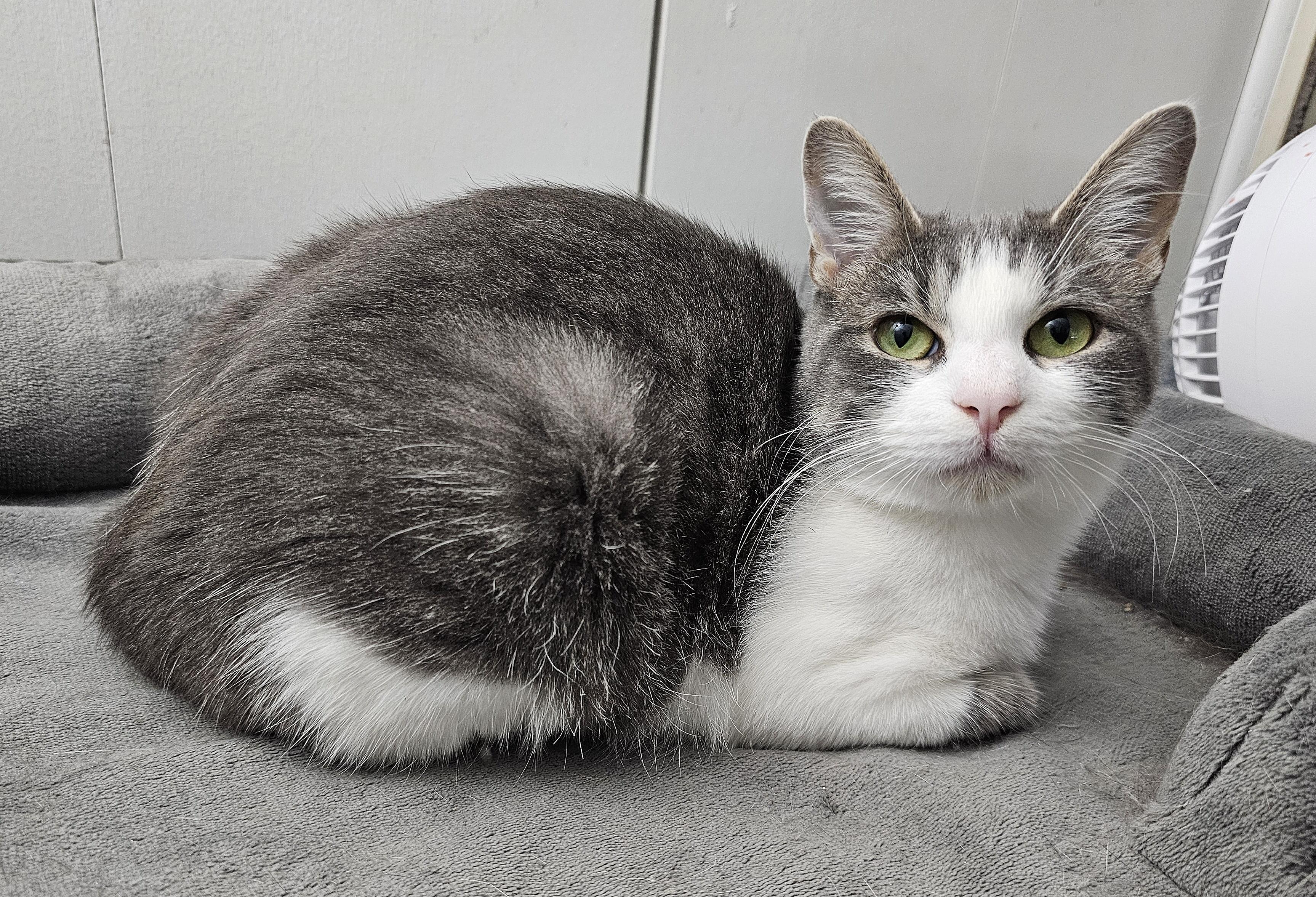 Lilly, Adoptable, Young Female Domestic Short Hair.