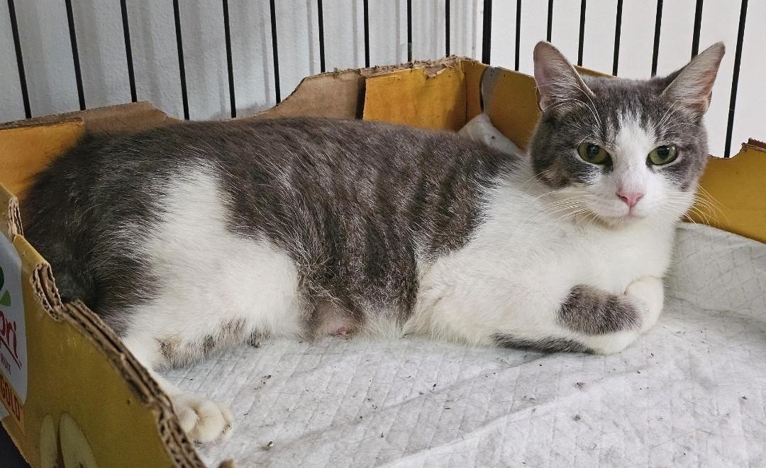 Lilly, a Adoptable Domestic Short Hair in Fairfax, VA image 3/6