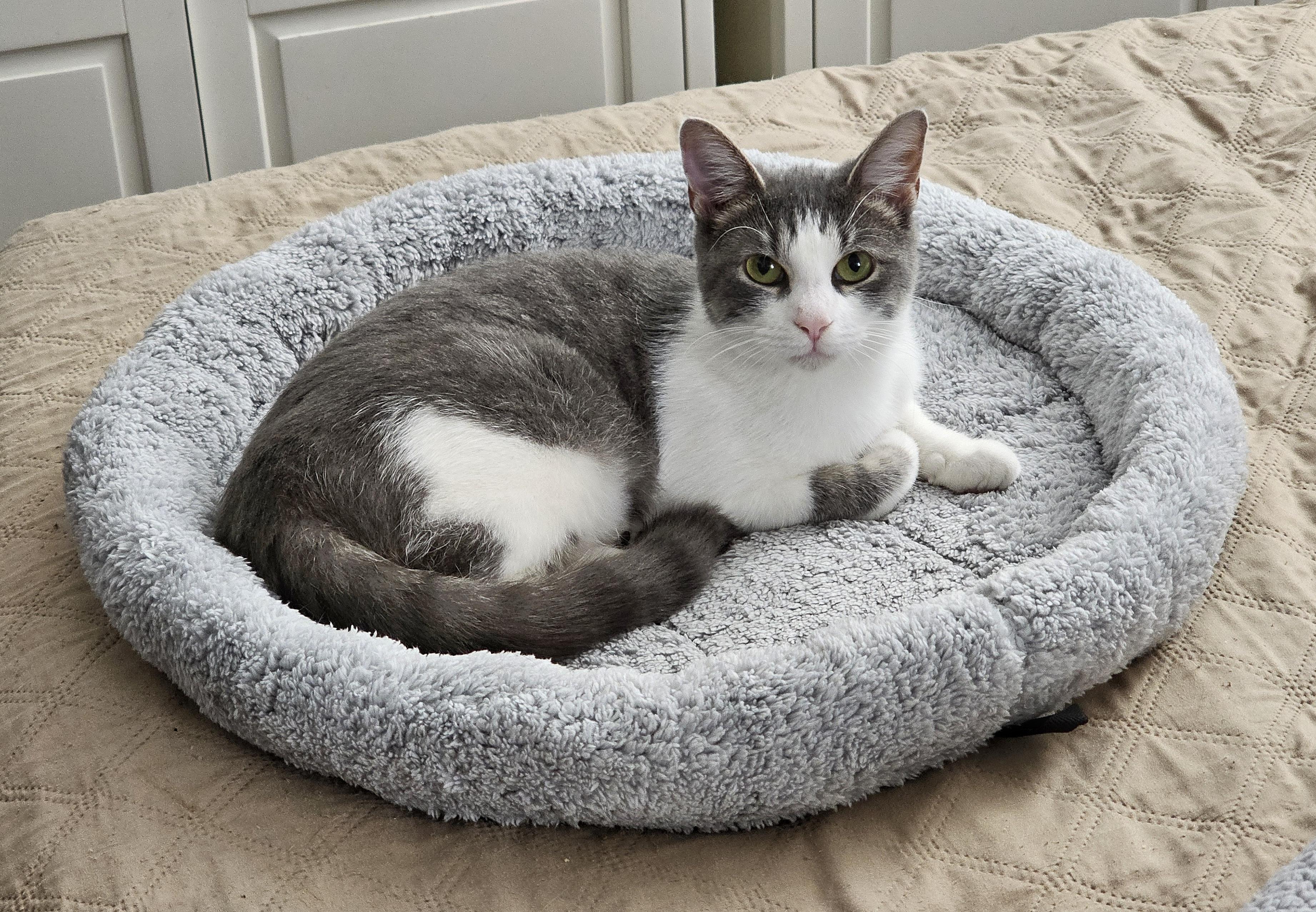 Lilly, a Adoptable Domestic Short Hair in Fairfax, VA image 6/6