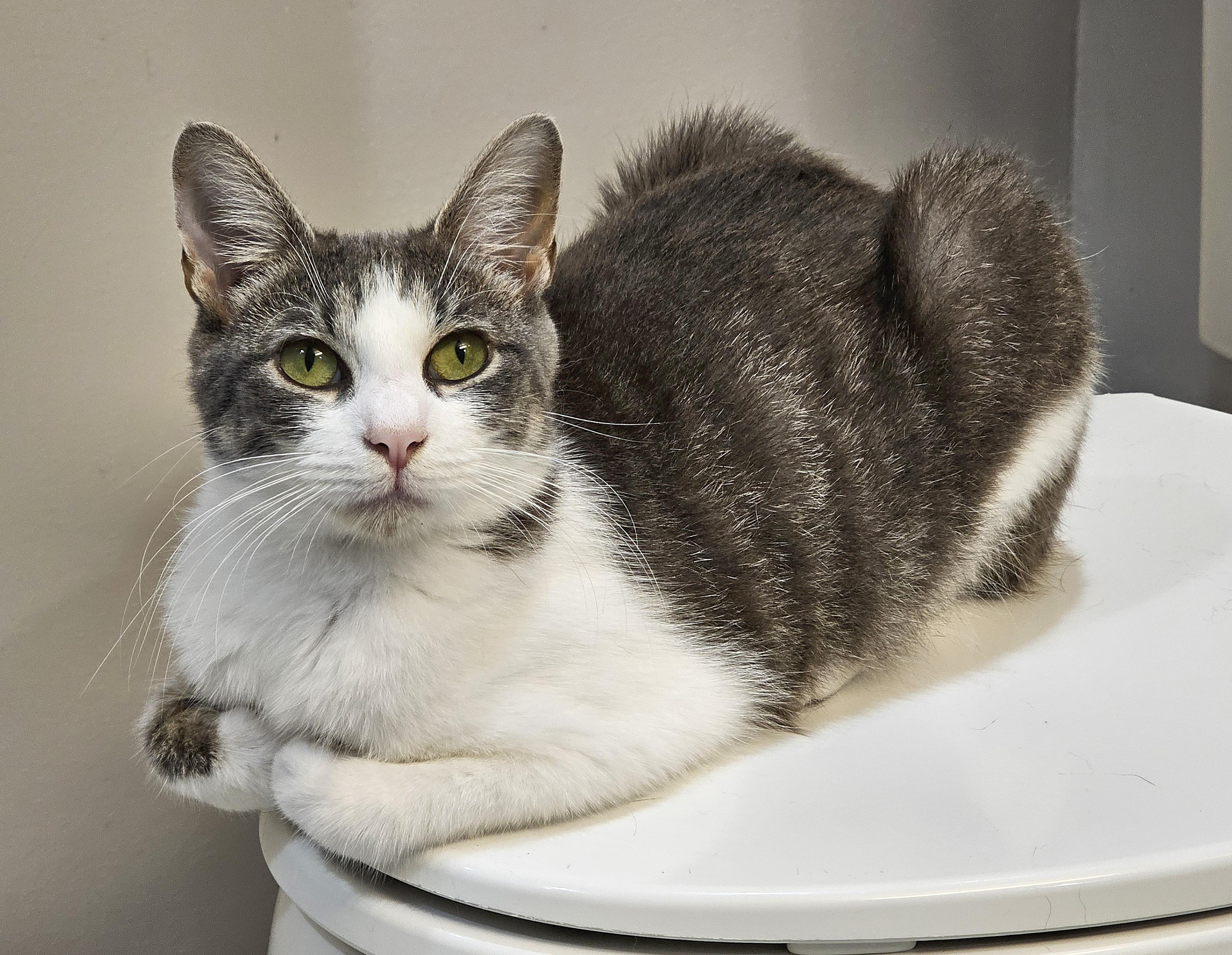 Lilly, a Adoptable Domestic Short Hair in Fairfax, VA image 5/6