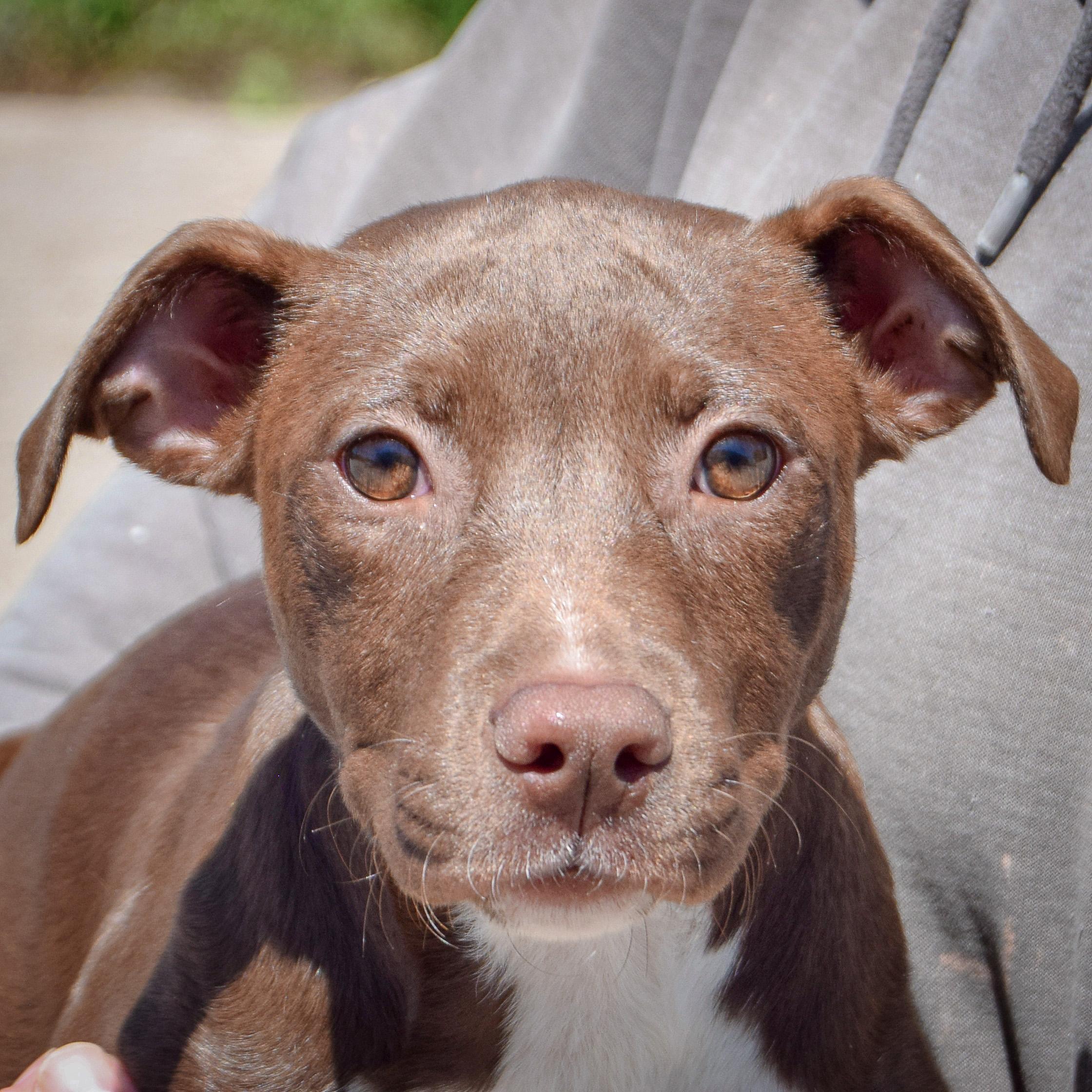 Enlarge Queen, a Adoptable mixed breed in Huntley, IL image 1/4