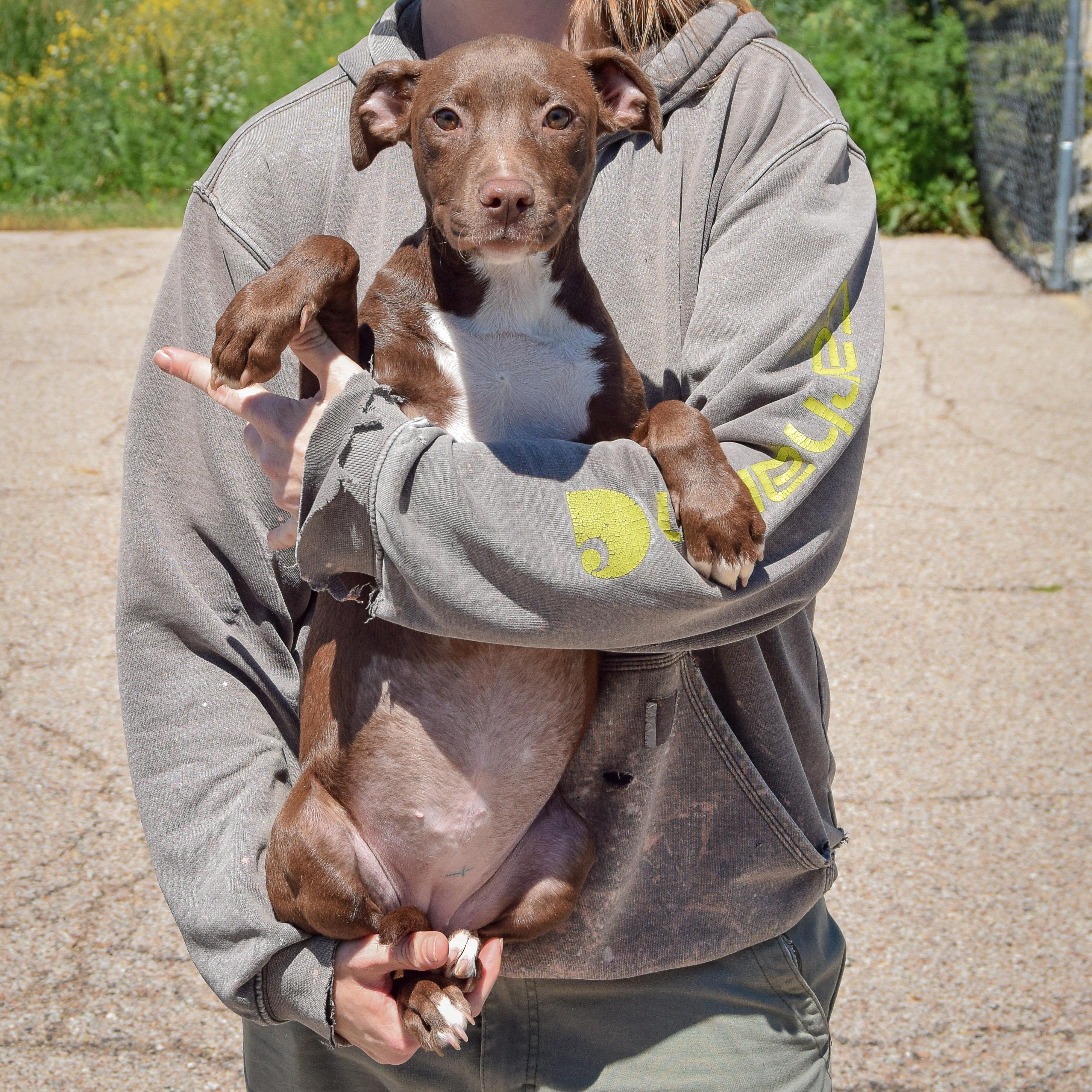 Enlarge Queen, a Adoptable mixed breed in Huntley, IL image 3/4