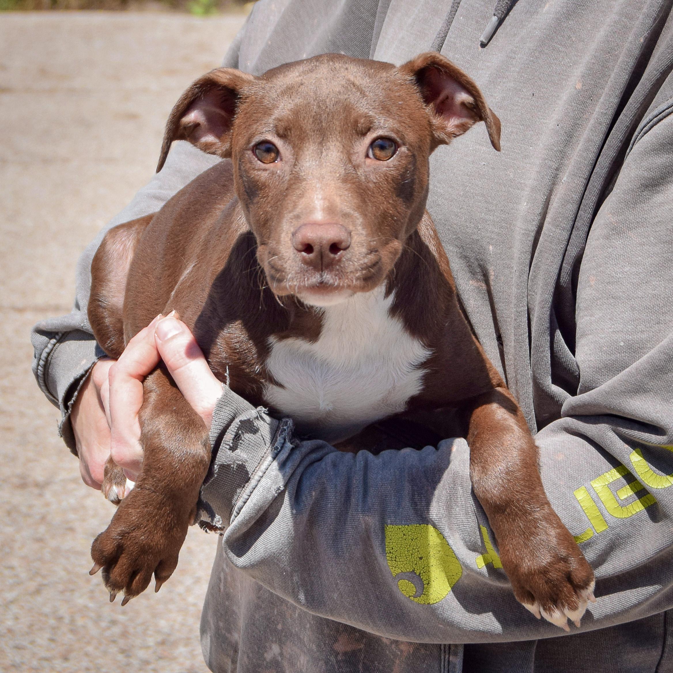 Enlarge Queen, a Adoptable mixed breed in Huntley, IL image 4/4
