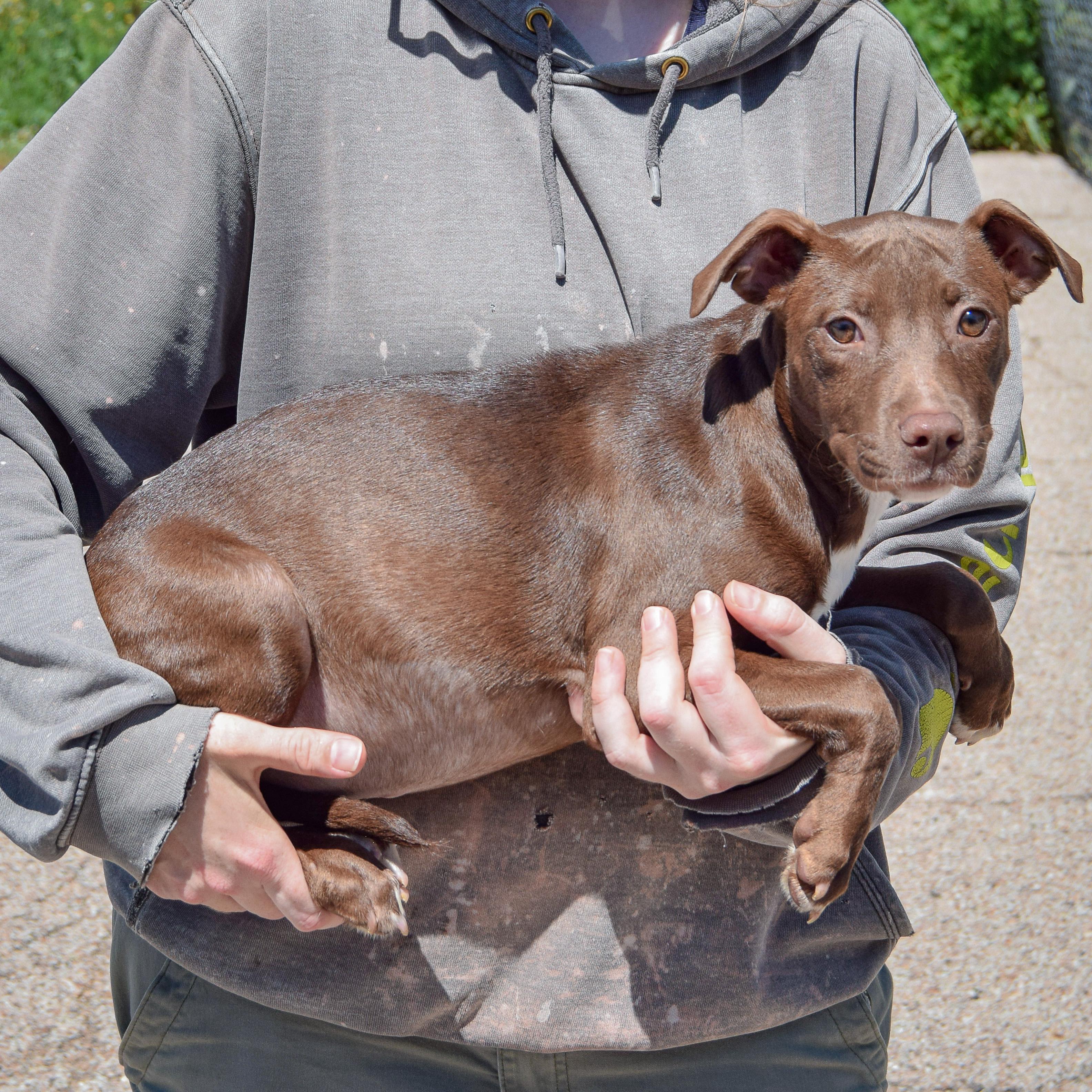 Enlarge Queen, a Adoptable mixed breed in Huntley, IL image 2/4