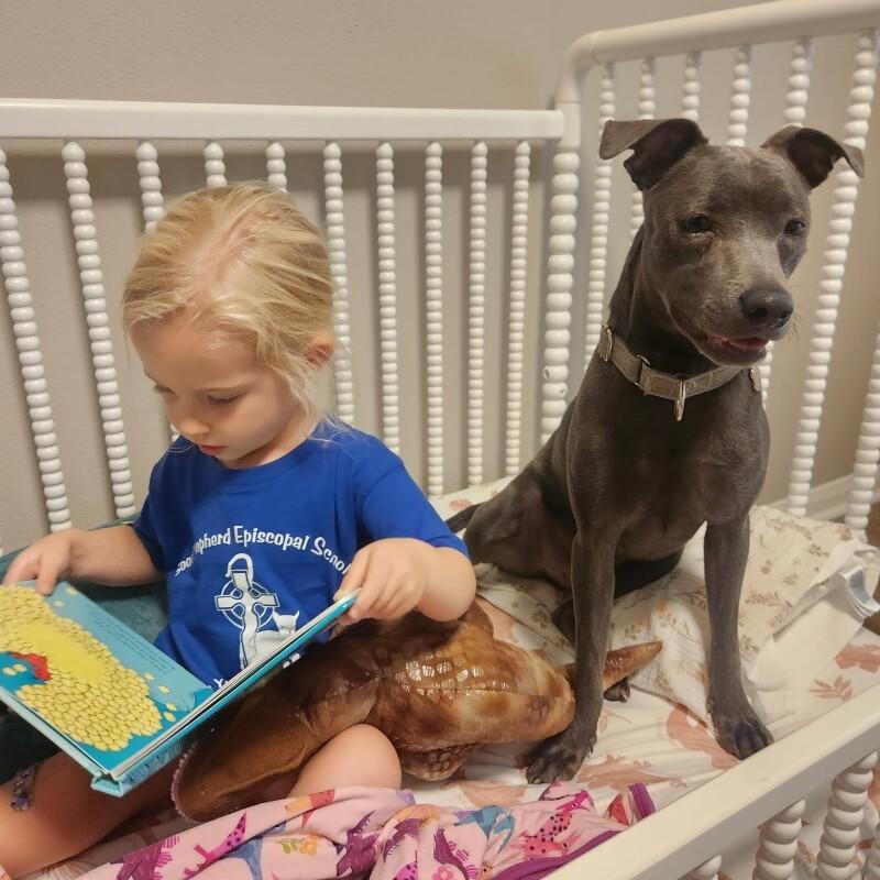 Enlarge Archie Pocket Size Pal, a Adoptable mixed breed in Friendswood, TX image 2/6