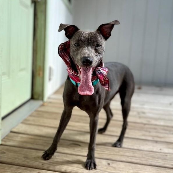 Enlarge Archie Pocket Size Pal, a Adoptable mixed breed in Friendswood, TX image 4/6