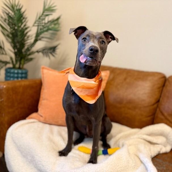 Enlarge Archie Pocket Size Pal, a Adoptable mixed breed in Friendswood, TX image 1/6