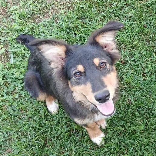 Walnut, Adoptable, Young Female Australian Shepherd.