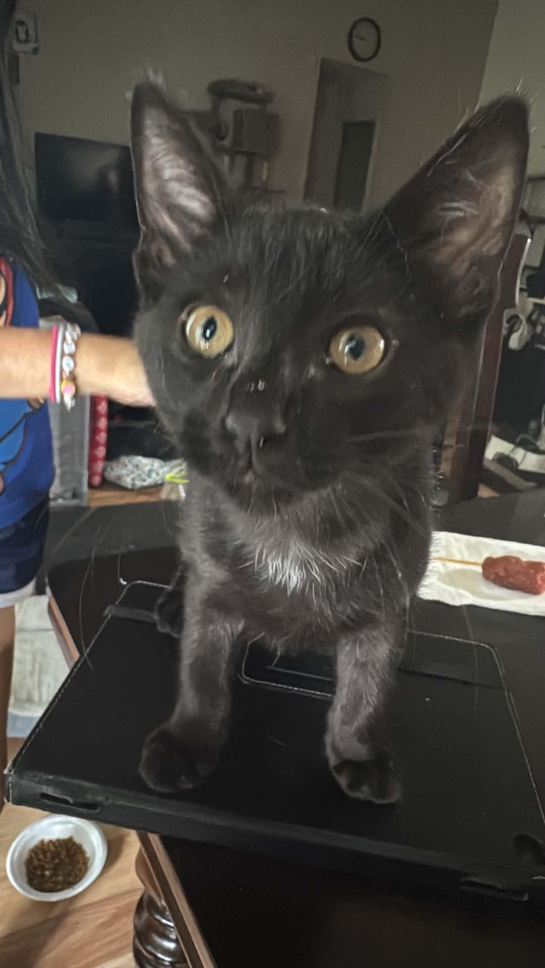 Enlarge Blackie, a ADOPTABLE Domestic Short Hair in Lawrenceville, GA image 1/2