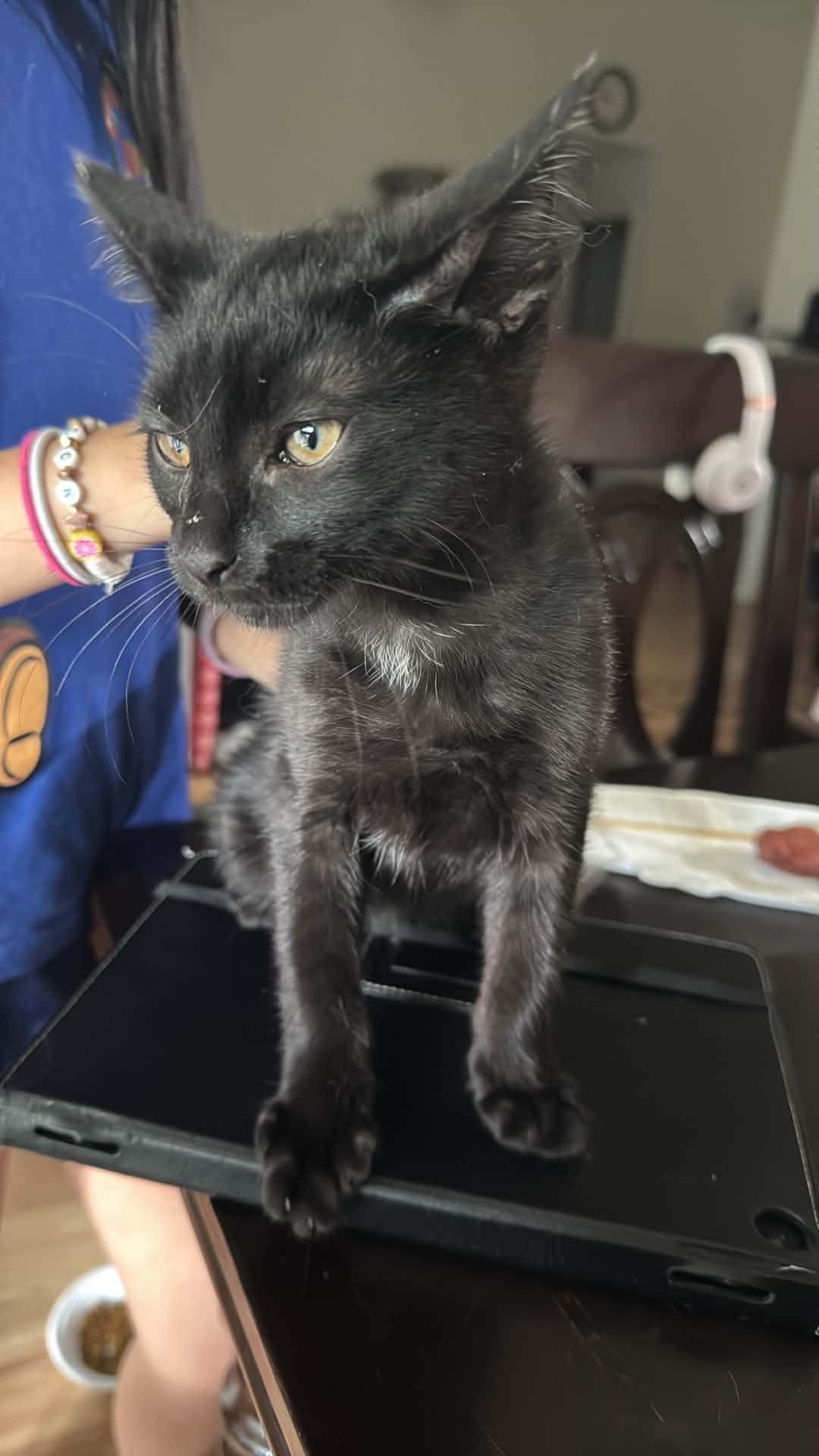 Enlarge Blackie, a ADOPTABLE Domestic Short Hair in Lawrenceville, GA image 2/2