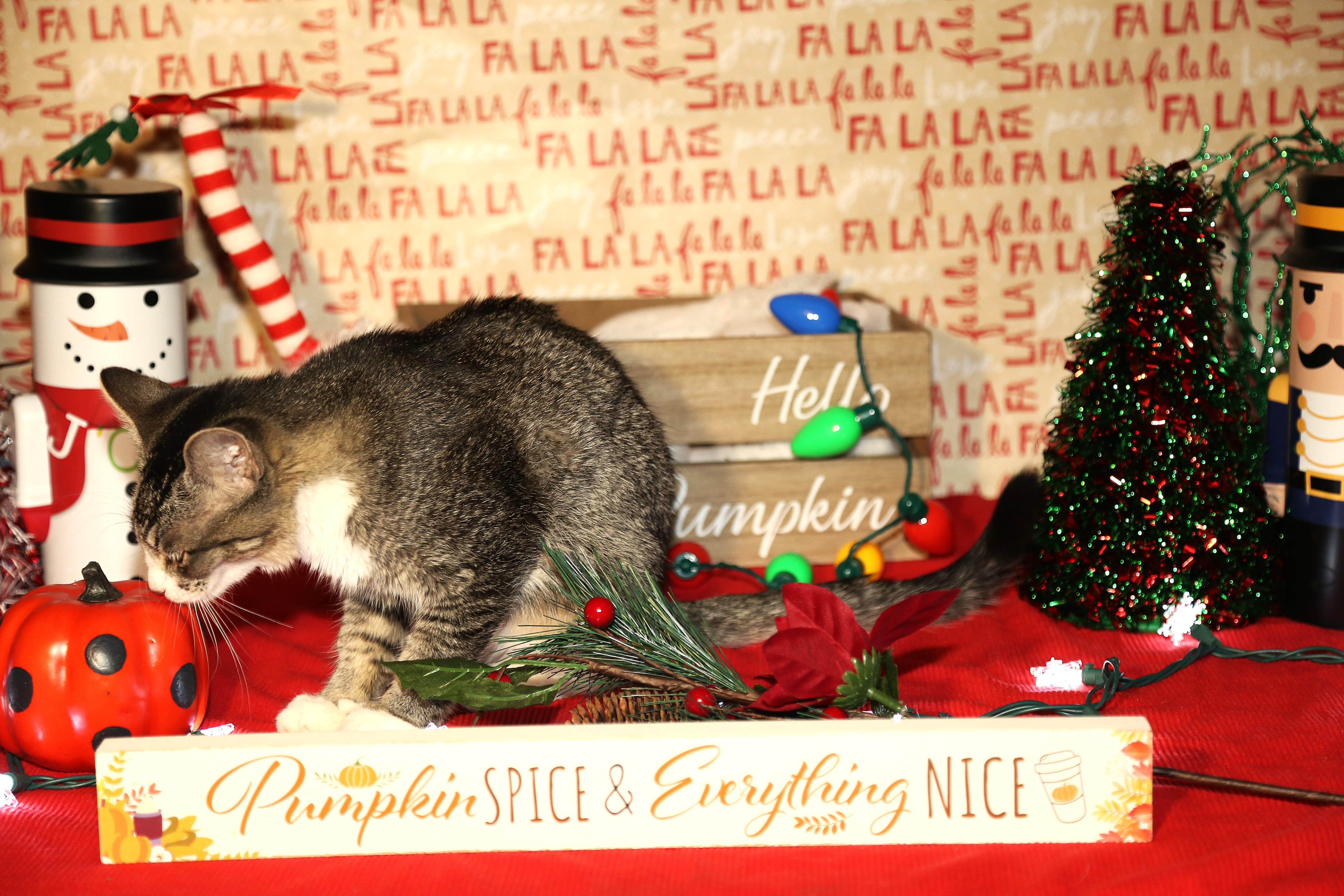 Remy, a Adopted Domestic Medium Hair in Phoenix, AZ image 3/3