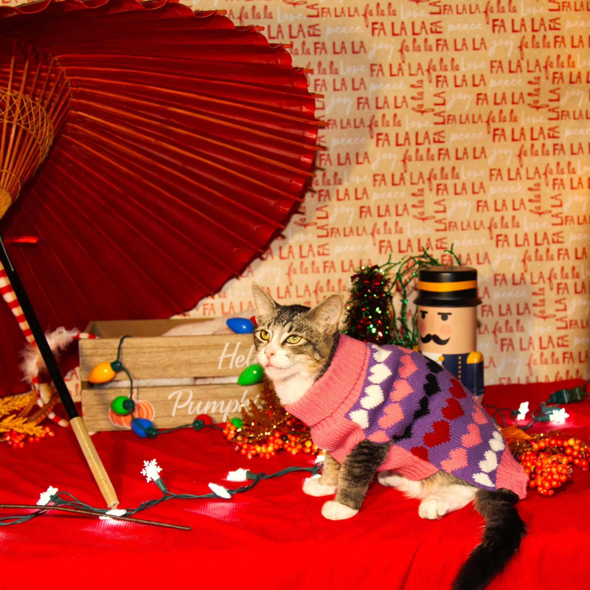 Remy, a Adopted Domestic Medium Hair in Phoenix, AZ image 2/3