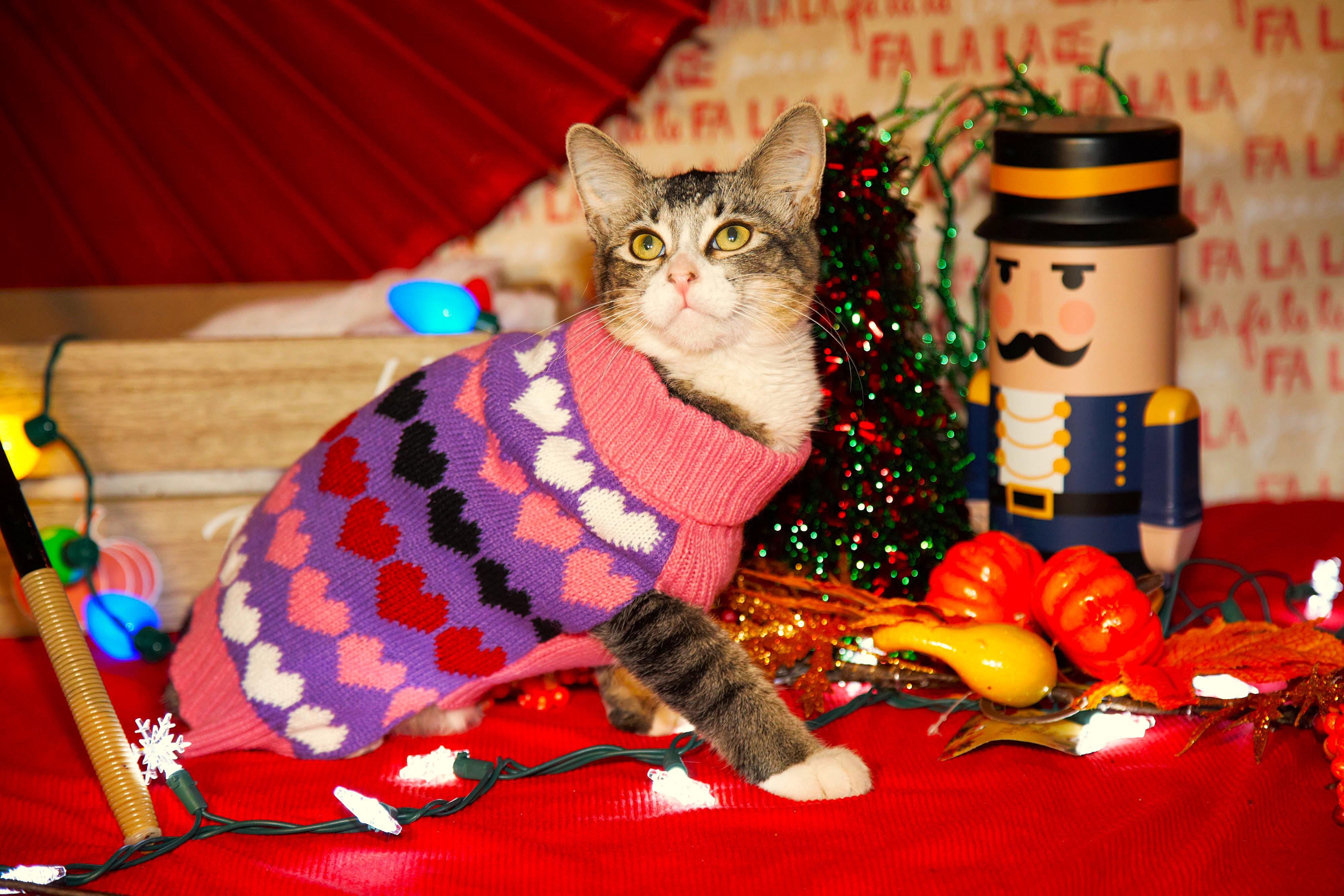 Remy, a Adopted Domestic Medium Hair in Phoenix, AZ image 1/3