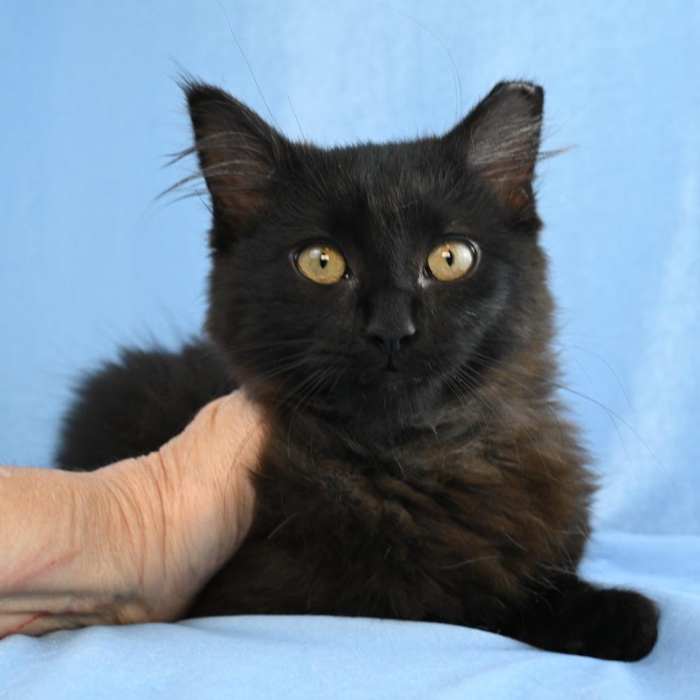 Enlarge Gypsy, a Adoptable Domestic Long Hair in Mobile, AL image 1/4