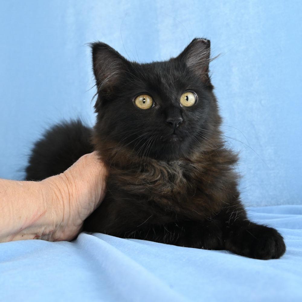 Enlarge Gypsy, a Adoptable Domestic Long Hair in Mobile, AL image 2/4