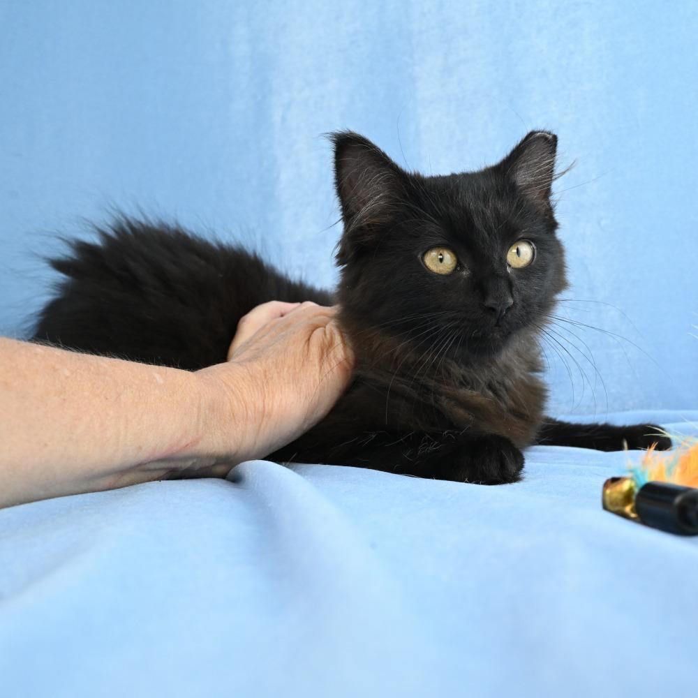 Enlarge Gypsy, a Adoptable Domestic Long Hair in Mobile, AL image 3/4