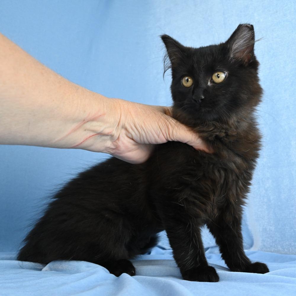 Enlarge Gypsy, a Adoptable Domestic Long Hair in Mobile, AL image 4/4