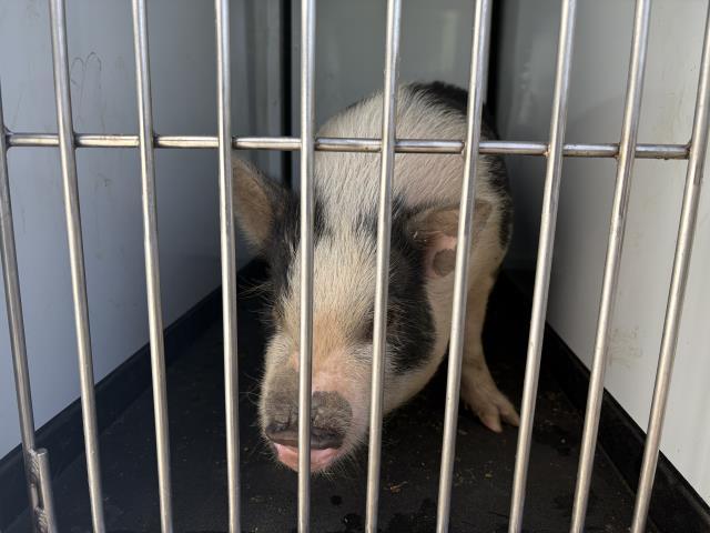 Enlarge A252773, a Adoptable Pig in Visalia, CA image 1/1