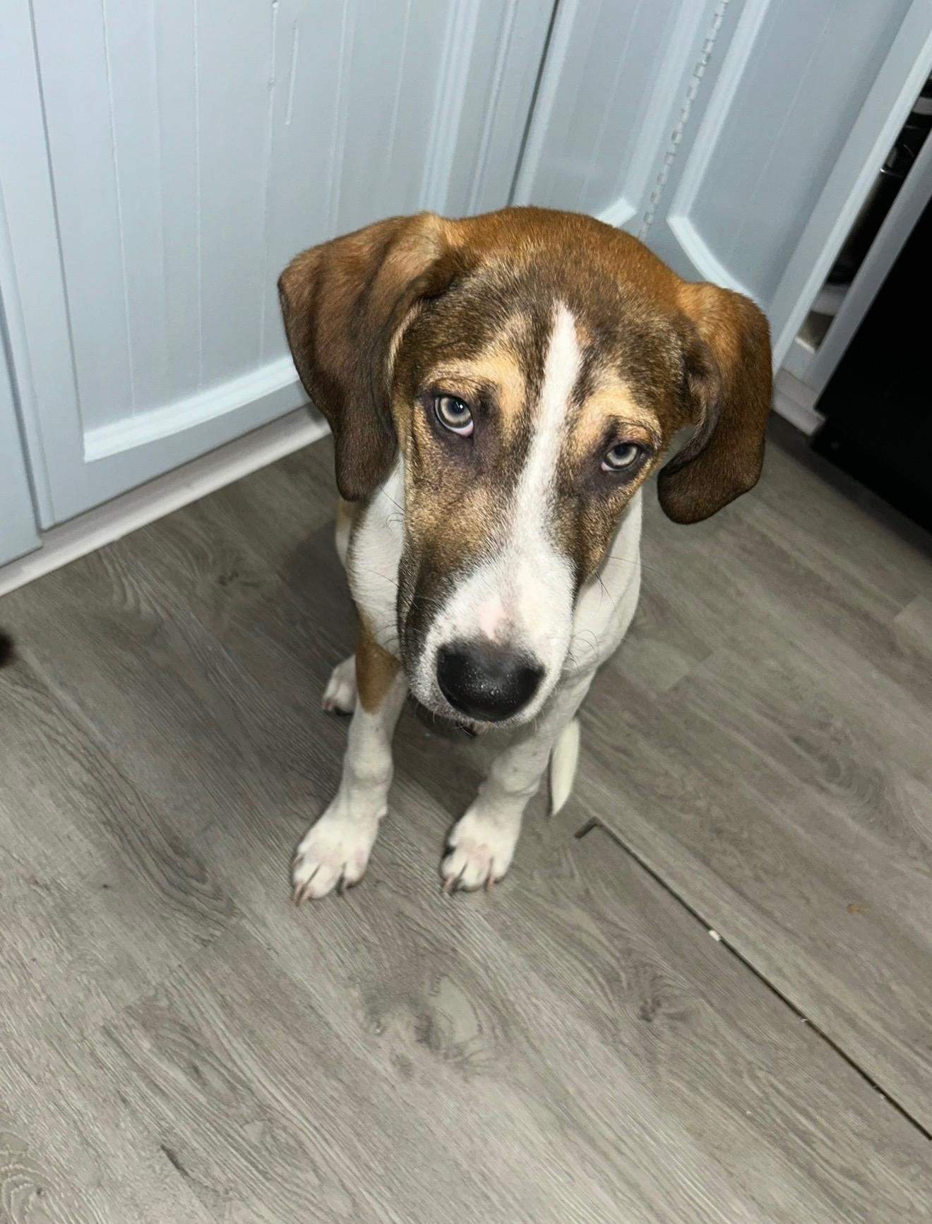 Enlarge Cairo, a ADOPTABLE mixed breed in Baker, LA image 3/5