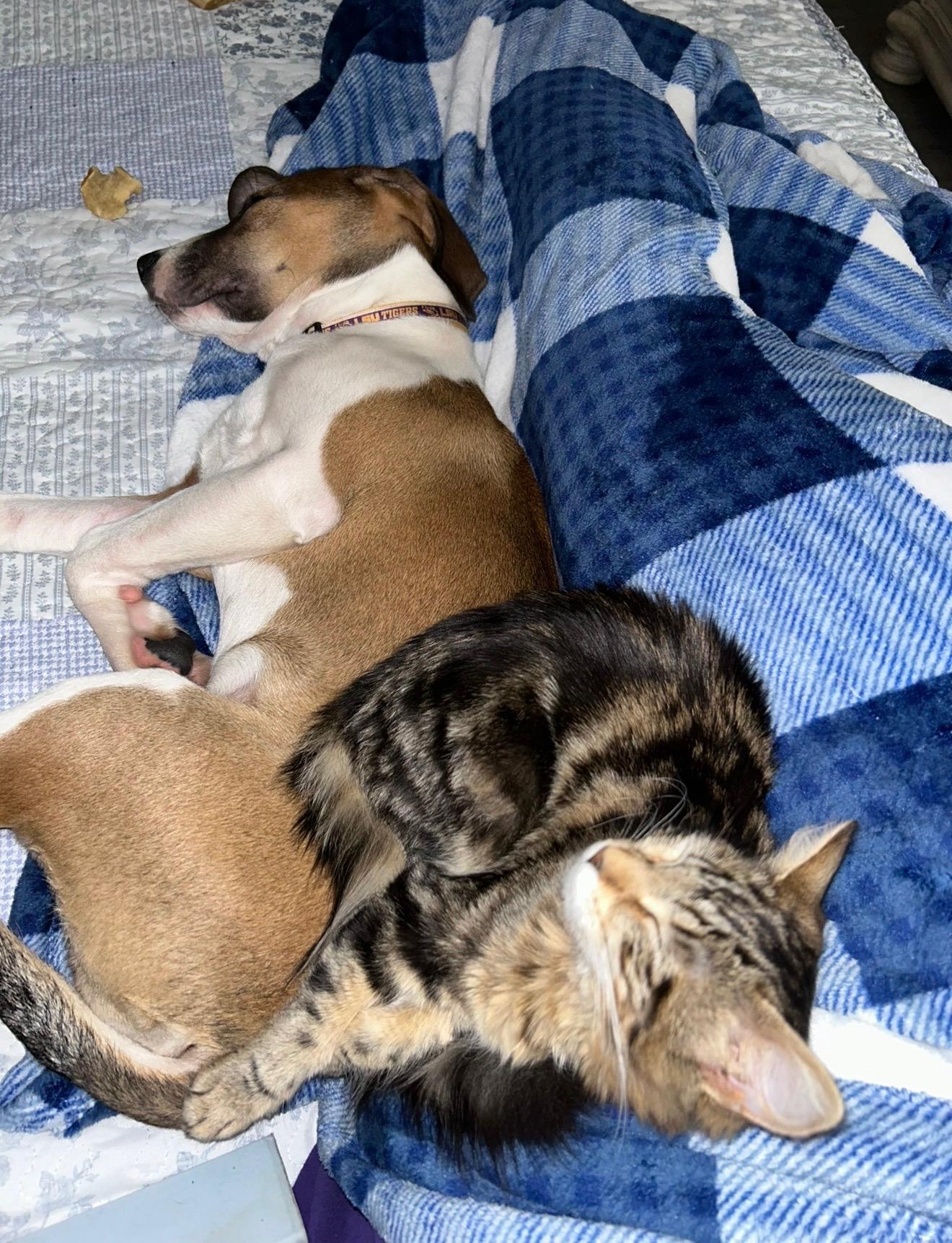 Enlarge Cairo, a ADOPTABLE mixed breed in Baker, LA image 4/5