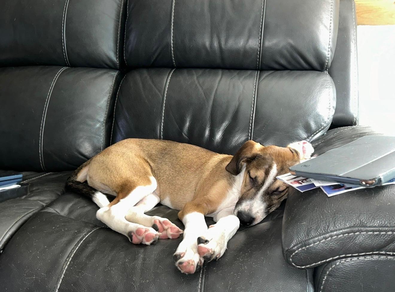 Enlarge Cairo, a ADOPTABLE mixed breed in Baker, LA image 2/5