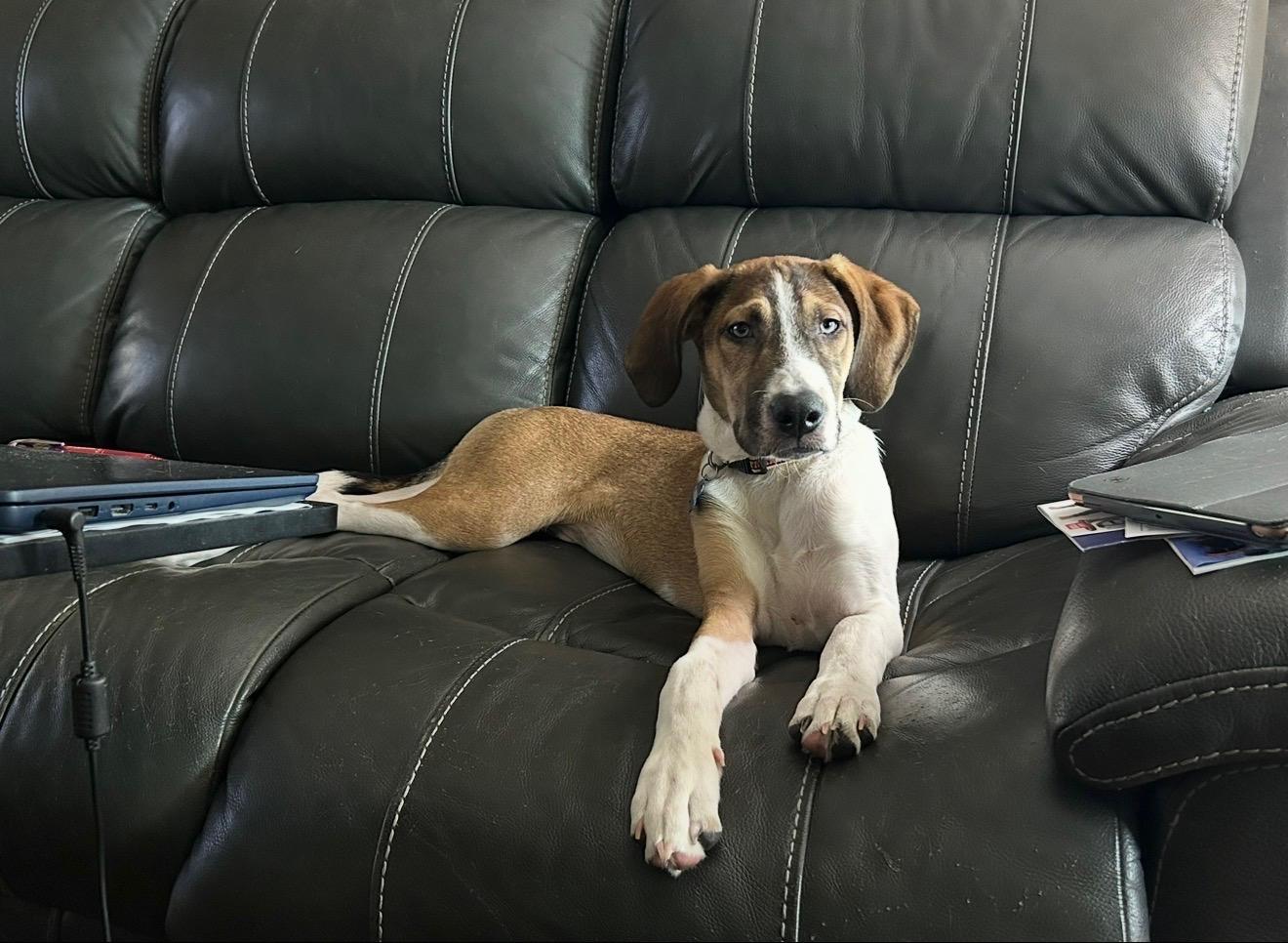 Enlarge Cairo, a ADOPTABLE mixed breed in Baker, LA image 5/5