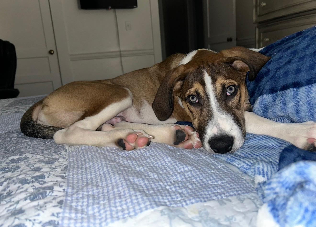 Enlarge Cairo, a ADOPTABLE mixed breed in Baker, LA image 1/5