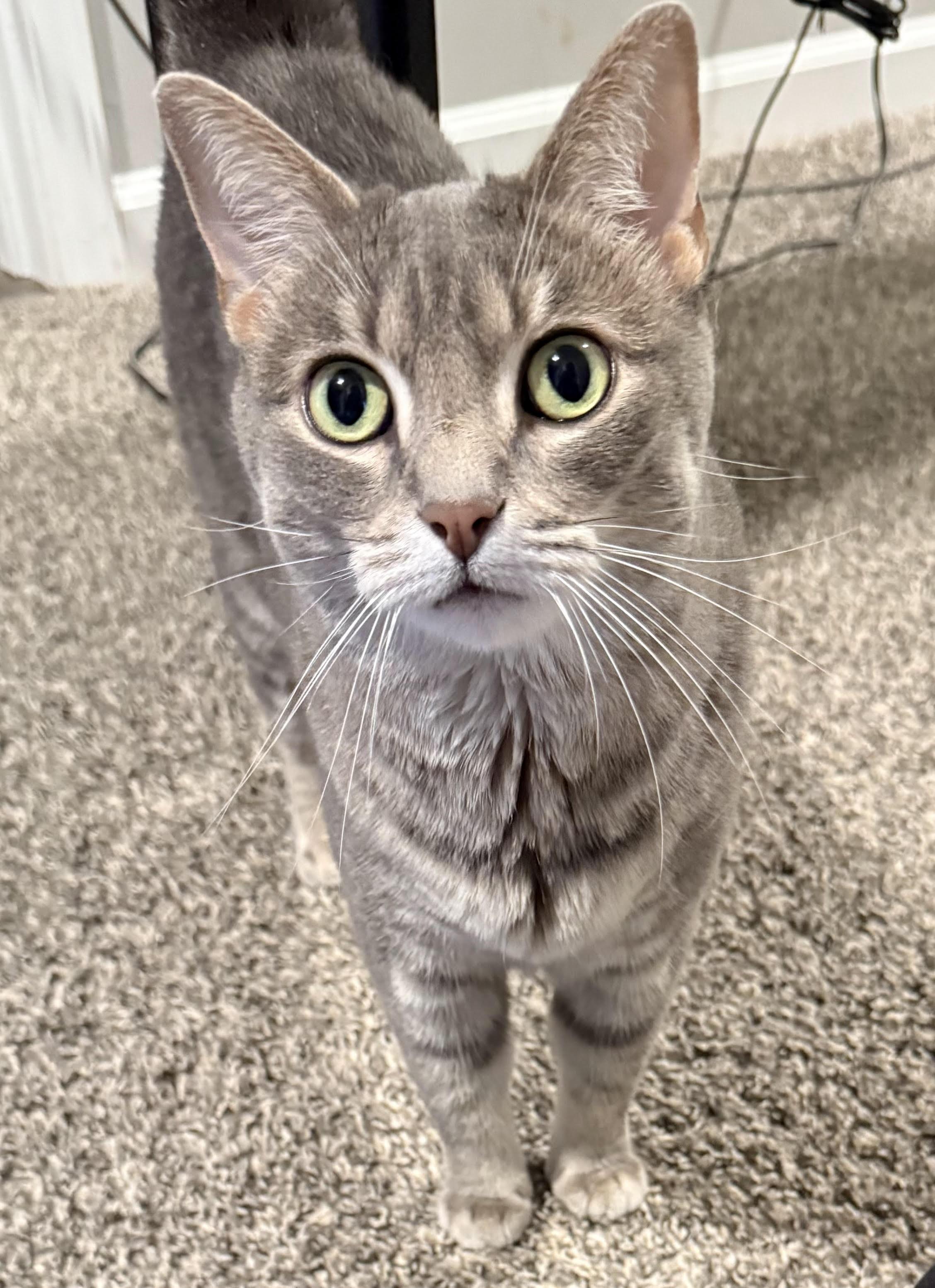 Enlarge Cookie, a Adoptable Domestic Short Hair in Nashville, TN image 1/3