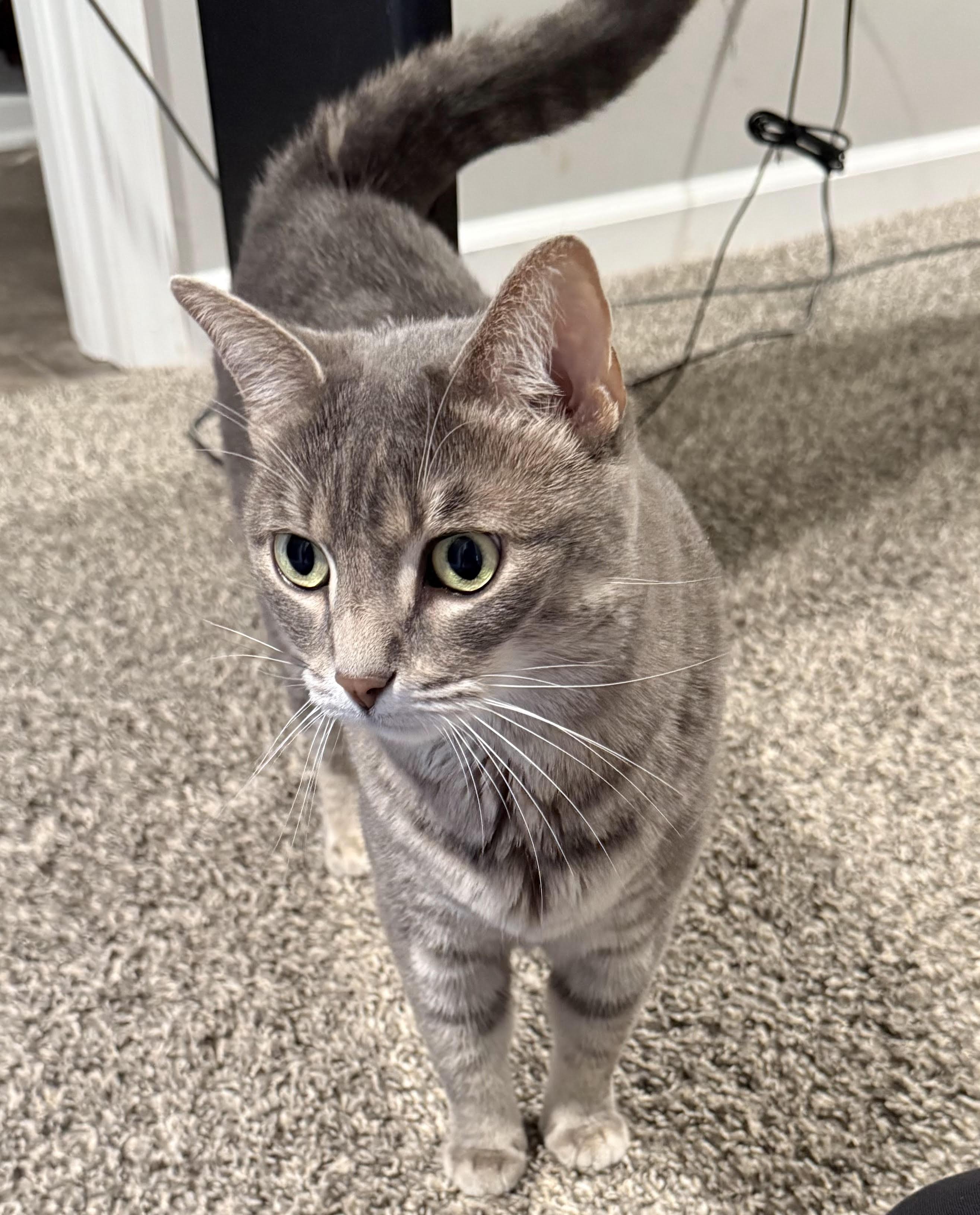 Enlarge Cookie, a Adoptable Domestic Short Hair in Nashville, TN image 2/3