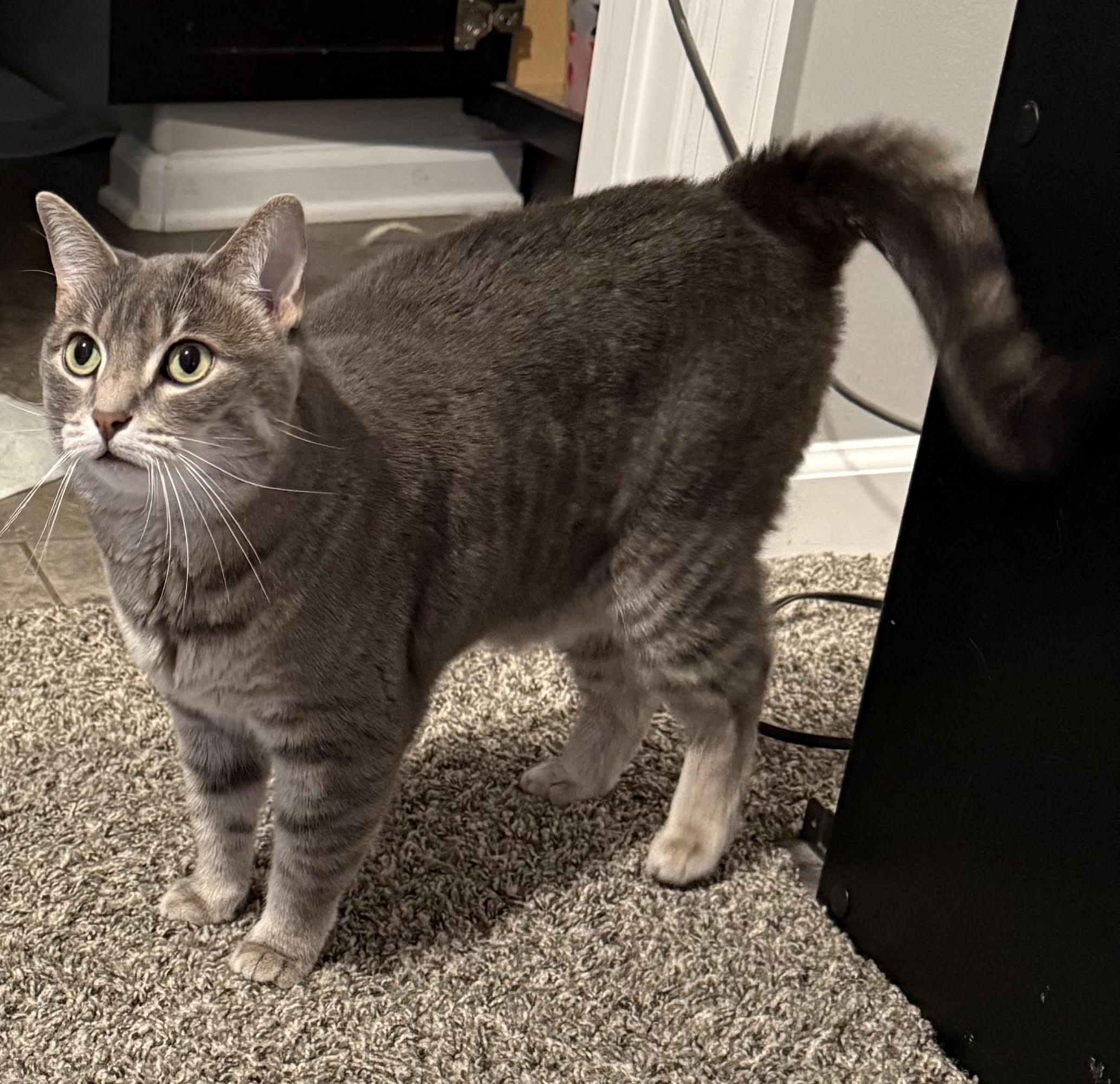 Enlarge Cookie, a Adoptable Domestic Short Hair in Nashville, TN image 3/3