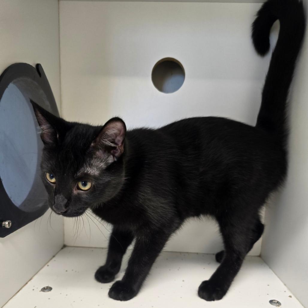 Sour Patch, Adoptable, Young Male Domestic Short Hair.